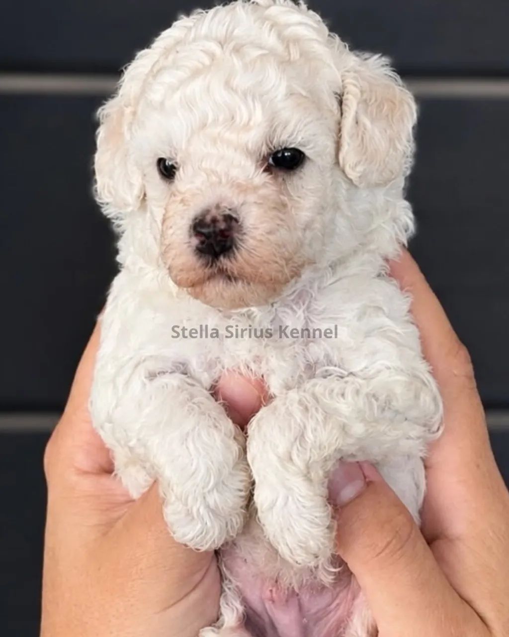Poodle Toy Filhote - Foto 4