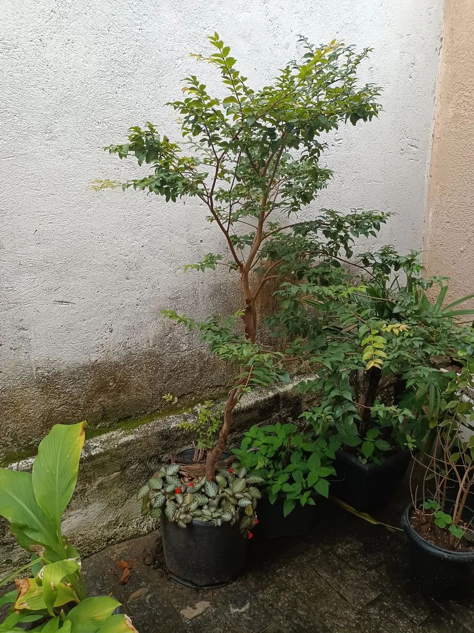 Mudas de Frutas  - Foto 3