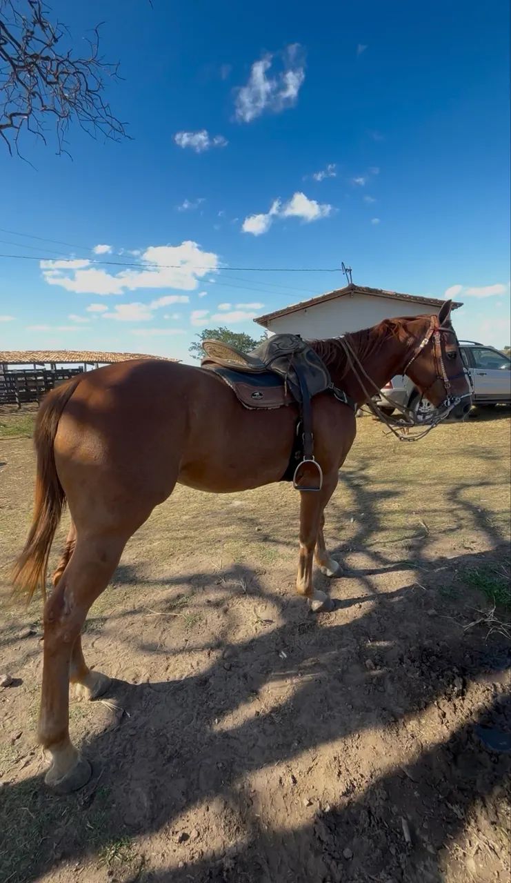Cavalo de esquerda Puro  - Foto 3