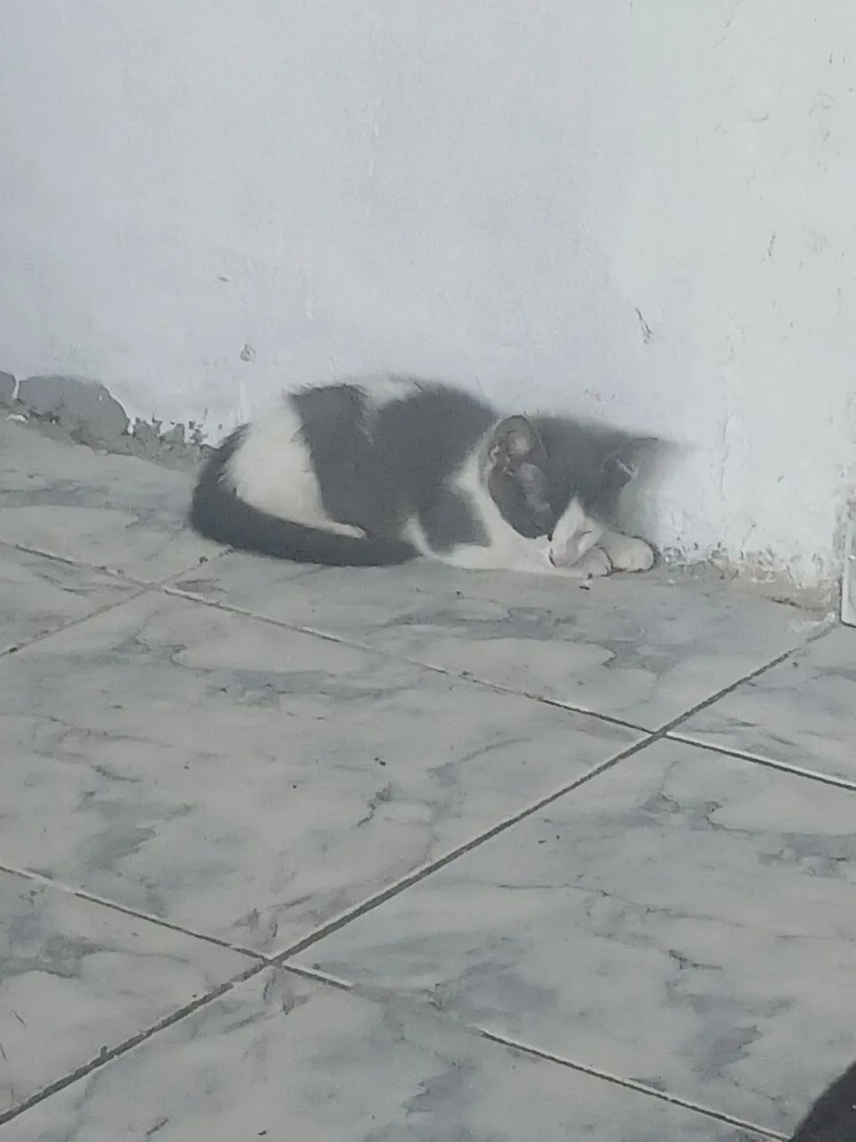 DOAÇÃO DE GATO - Foto 2