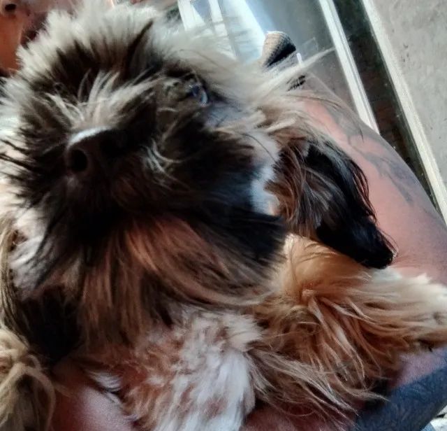 Shihtzu macho