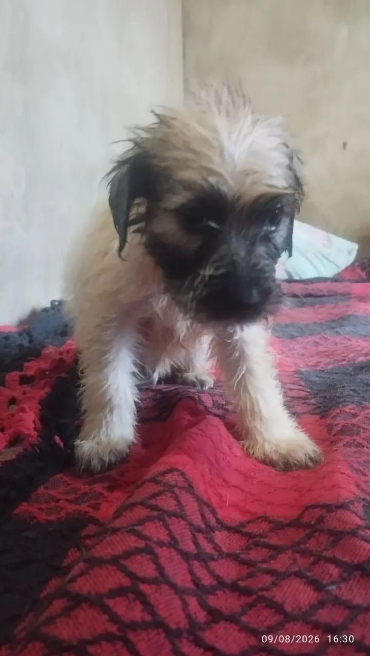 Filhote de cachorro  - Foto 5