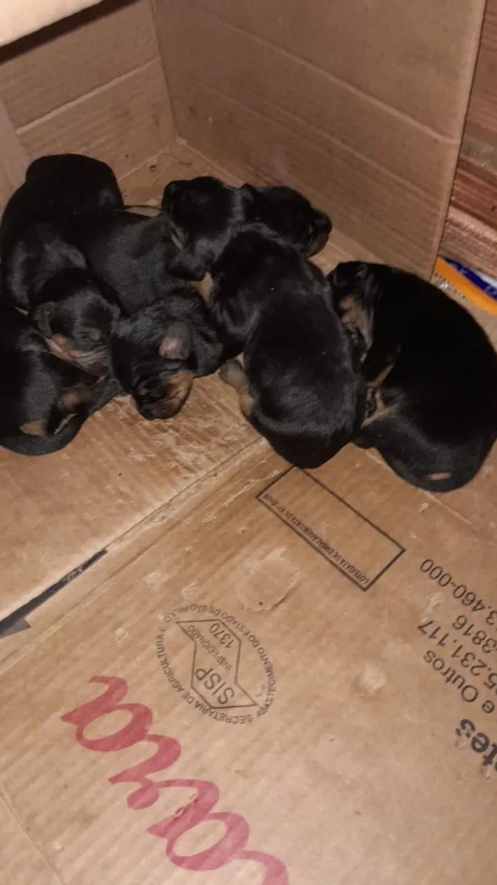 Venda ou troca  - Foto 2