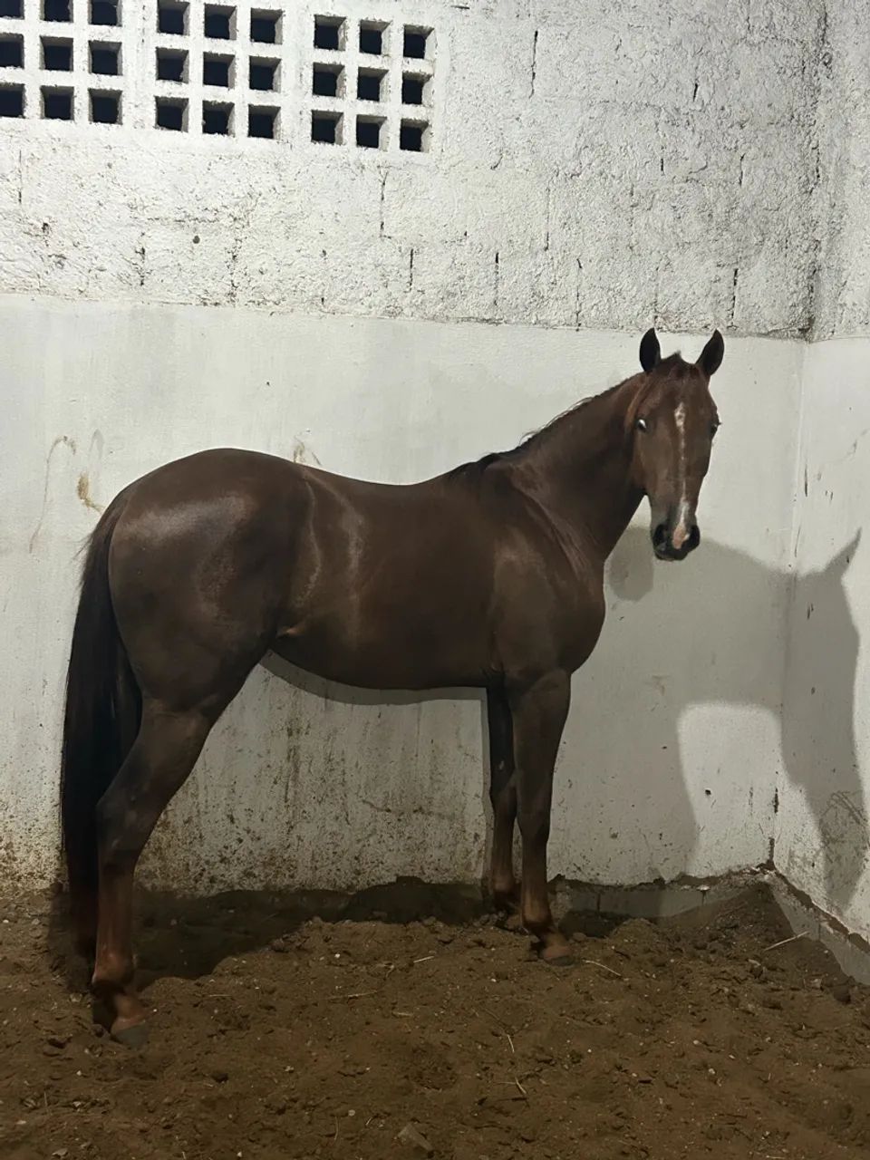 Égua Quarto de milha  - Foto 2