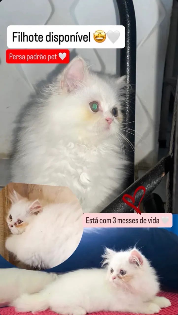 Persa pet 