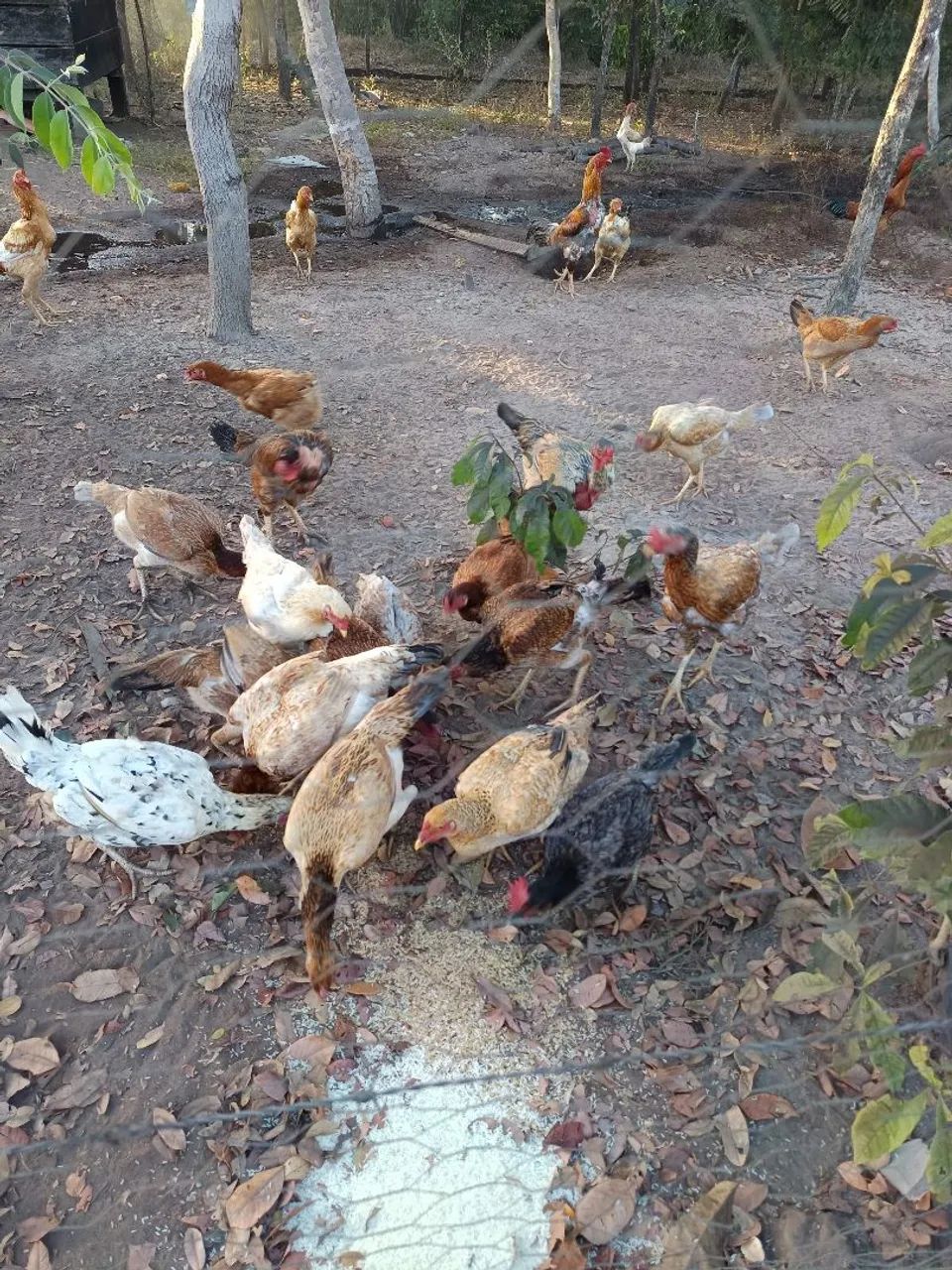 Fazenda espetacular  - Foto 3