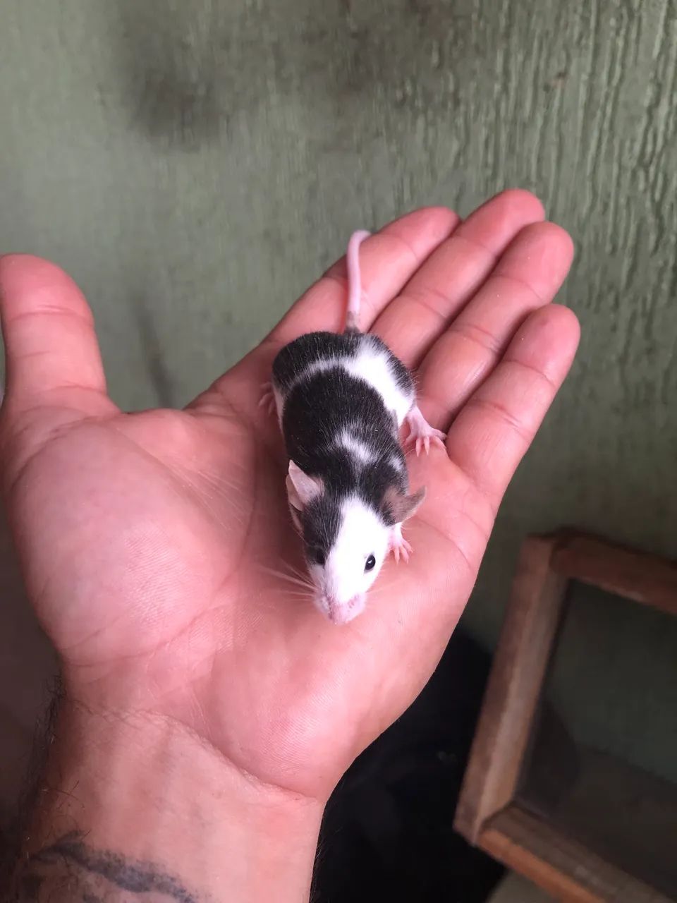 Camundongo Topodongos - Foto 4