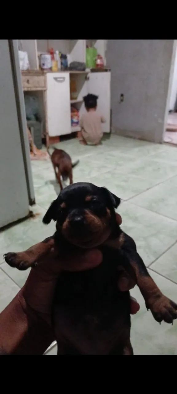Cachorro 