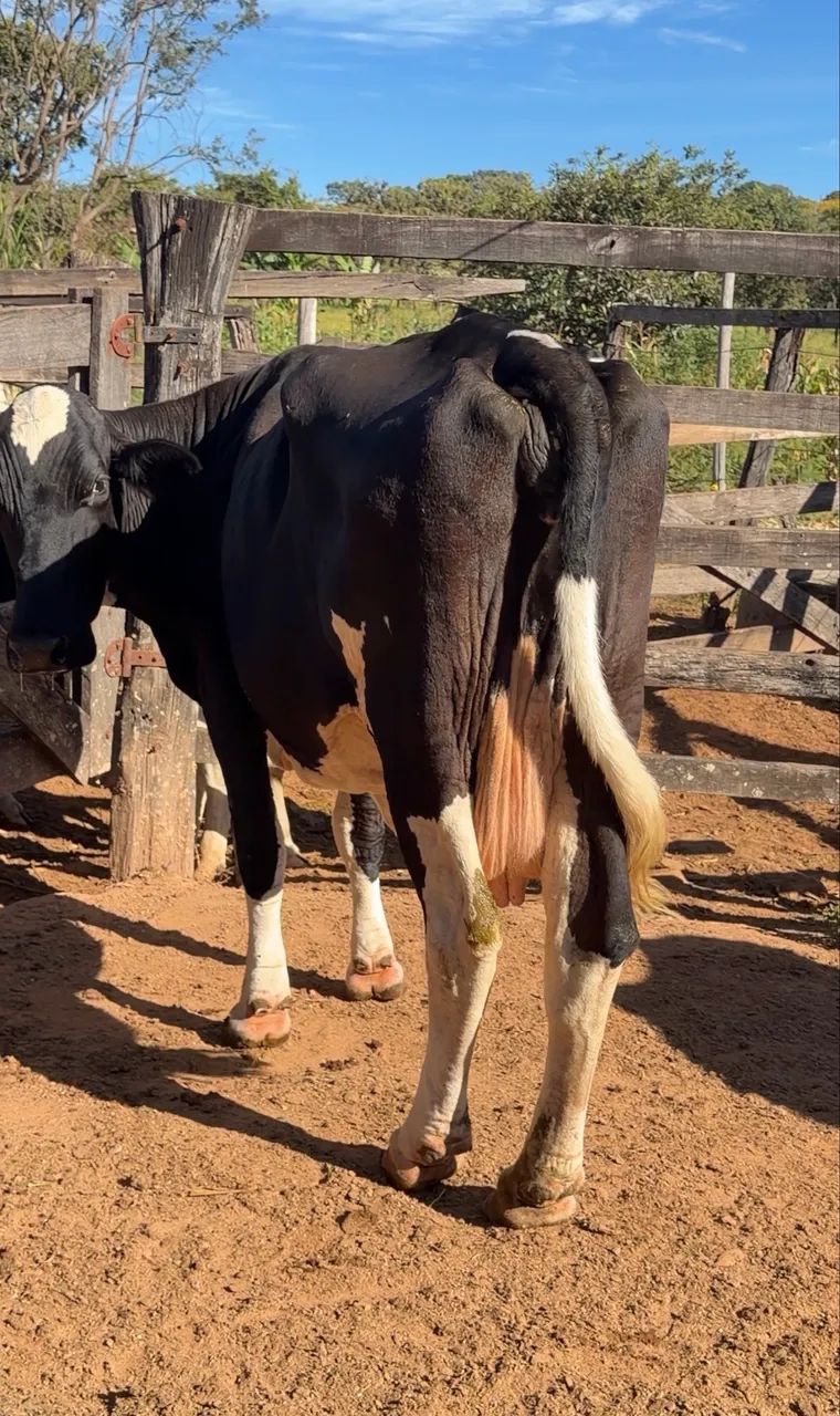 Vacas leiteiras - Foto 6