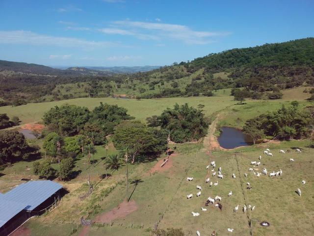Fazenda 25 Alqueires ( 121 hectares )-Varjão-GO porteira fechada - Foto 6