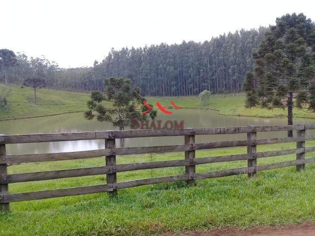 8051 | fazenda à venda em fazenda pinhão, pinhão - Foto 2