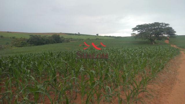 8051 | Sítio à venda em NÃO INFORMADO, SANTO INÁCIO - Foto 10