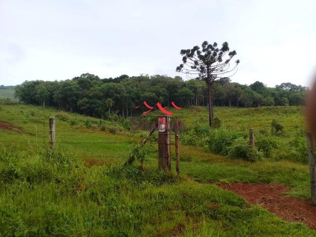 8051 | fazenda à venda em fazenda pinhão, pinhão - Foto 10
