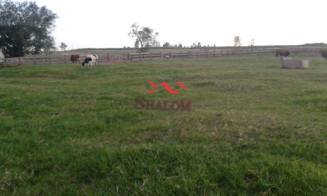 8051 | Sítio à venda em NÃO INFORMADO, ASTORGA - Foto 5