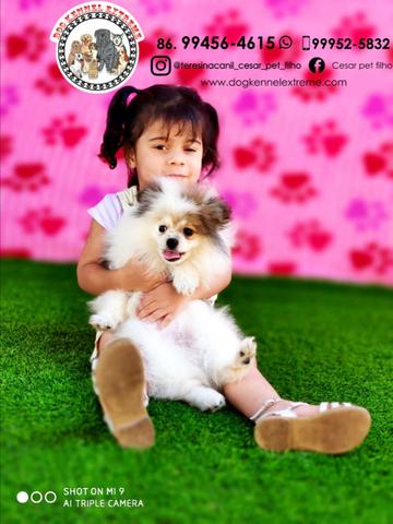 Spitz Alemão (Com Pedigree) Canil Especializado Em Raças Pequenas Em Teresina - Foto 4