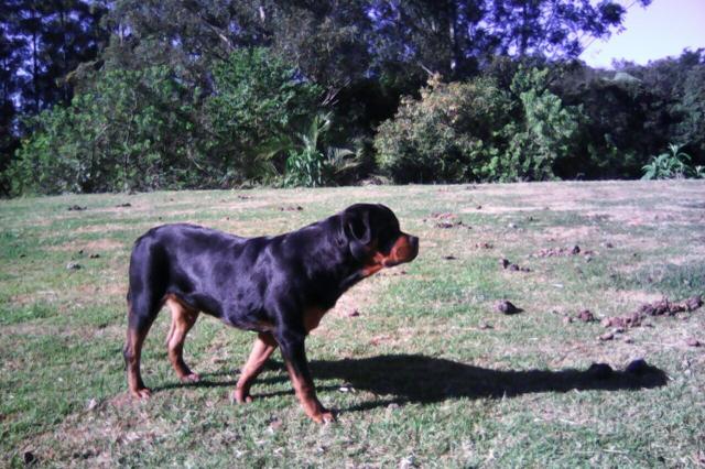 Filhotes de Rottweiler parcelamos 10x sem juros
