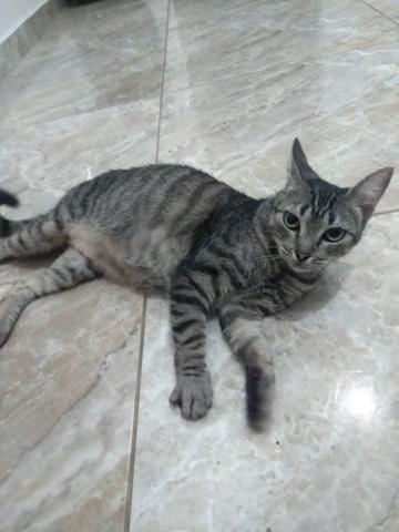 Adoção de gata adulta - Foto 4