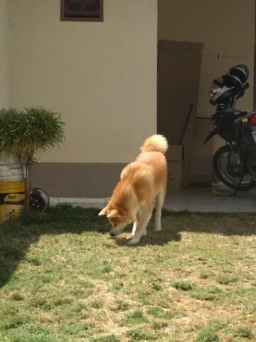 Filhote Akita Inu Femea Vermelha Com Pedigree CBKC - Foto 2
