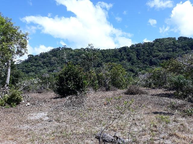 Lote rodovia - ilheus-itacare a 900 metros da praia