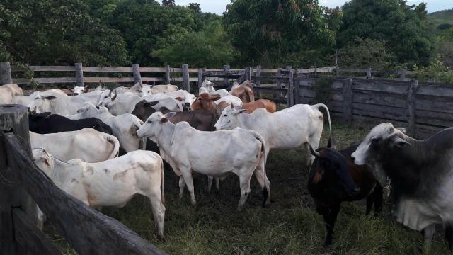 Vendo sítio, no município de Chapada dos Guimarães, à 80 km da cidade - Foto 8