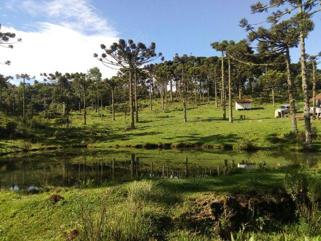Propriedade Rural em São Francisco de Paula/RS - Rincão dos Kroeff - Foto 16