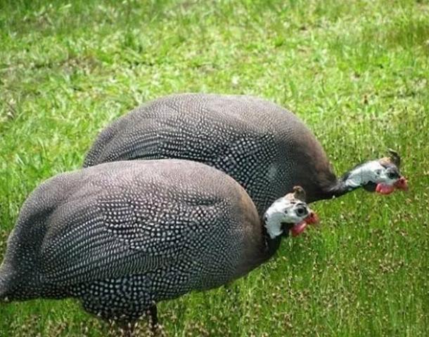 Vendo capote (galinha da Angola)