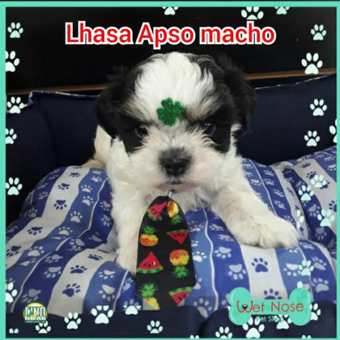 Lindo Macho de Lhasa Apso - na Wet Nose- Parcelamento em ate 12x sem juros