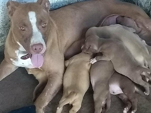 Filhote de Pit bull red nose - Foto 4