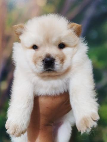 Filhotes de Chow Chow