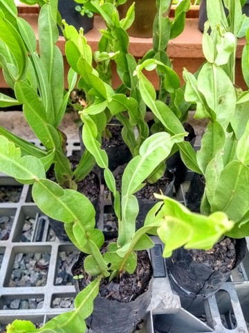 TEMPEROS ORGÂNICOS VARIADOS - Foto 3