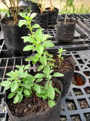 TEMPEROS ORGÂNICOS VARIADOS - Foto 2