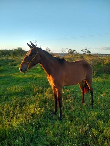 Cavalo e Potra Mangolina de Picado 