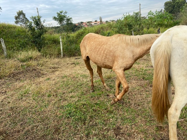 Égua baia amarilha 8 anos trote potro 3 -anosbranco tordilho 