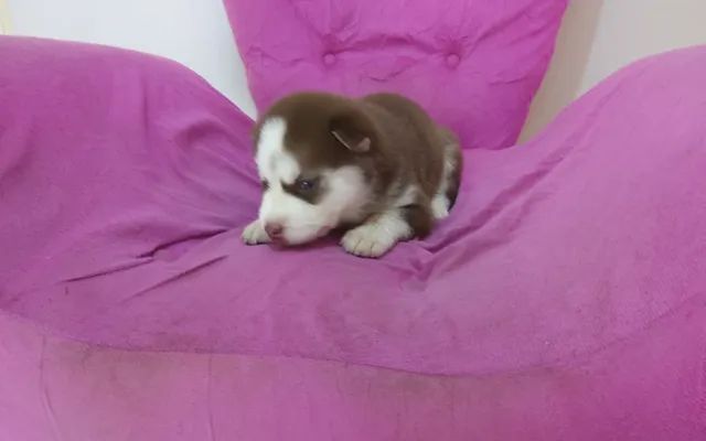 Filhotes de Husky Siberiano  - Foto 4