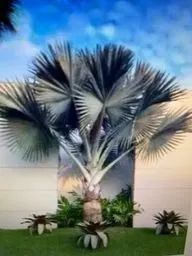 Palmeira Azul Bismarck com 10 metros de altura por 6 metros de largura