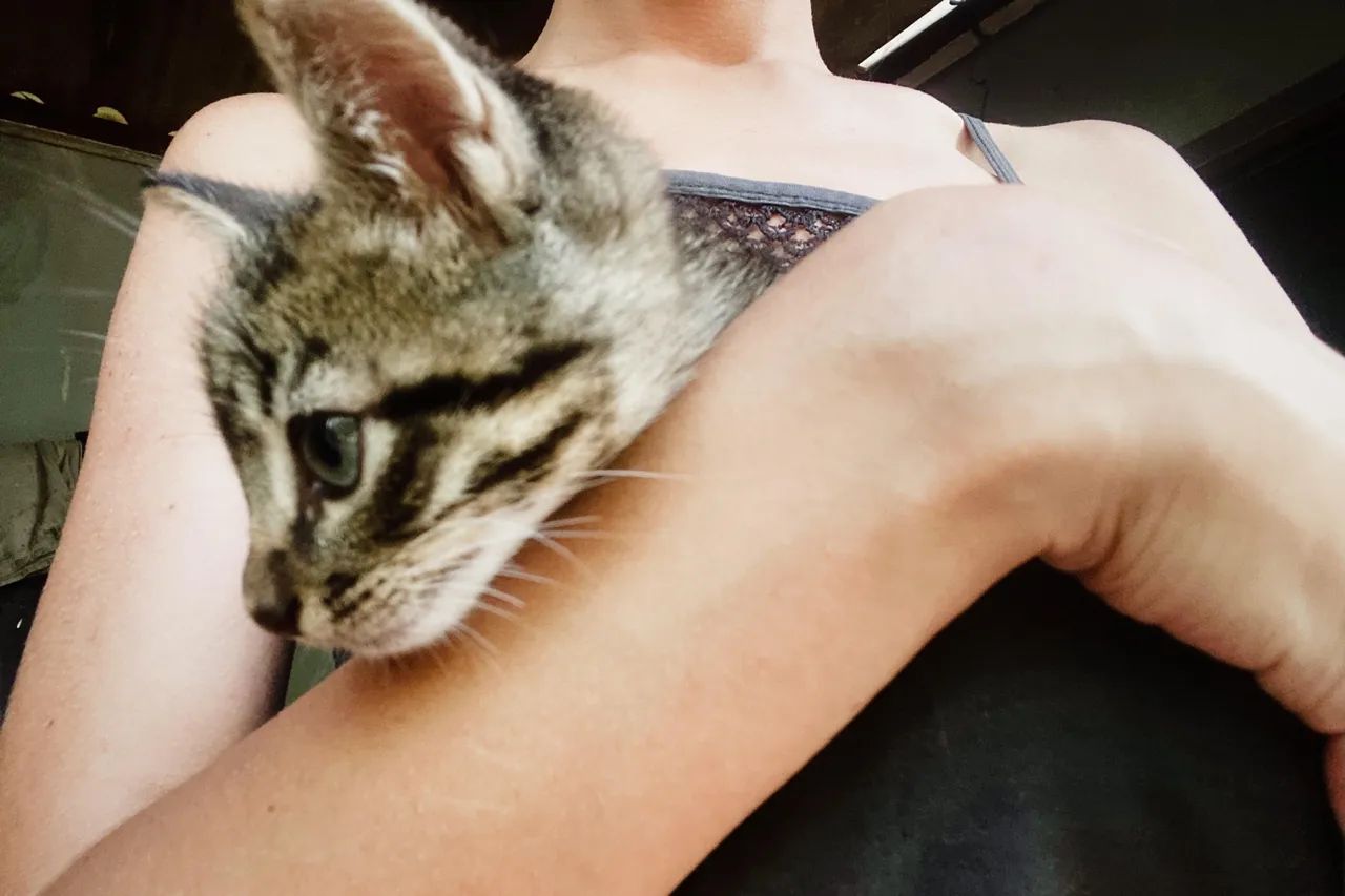 Gatinho macho filhote - Adoção  - Foto 3