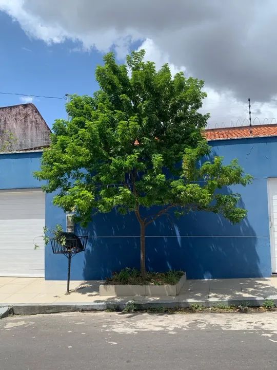 Poda e corte de árvores e palmeiras  - Foto 3