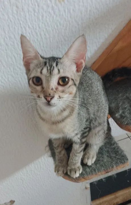 Gato filhote disponível para adoção - Foto 2