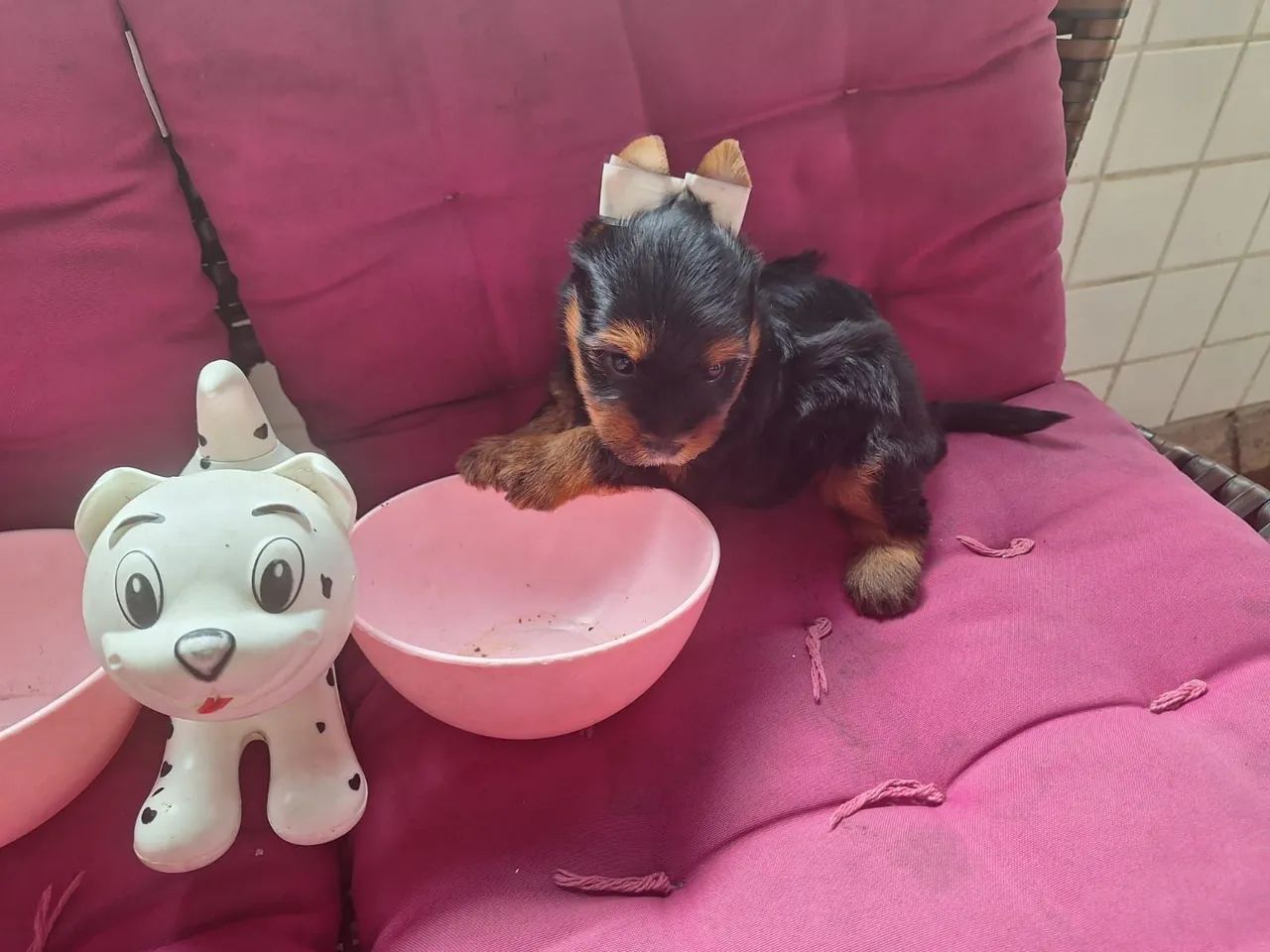 Lindos e fofinhos filhotes de Yorkshire bibelô baby face raridadede encontrar! - Foto 4