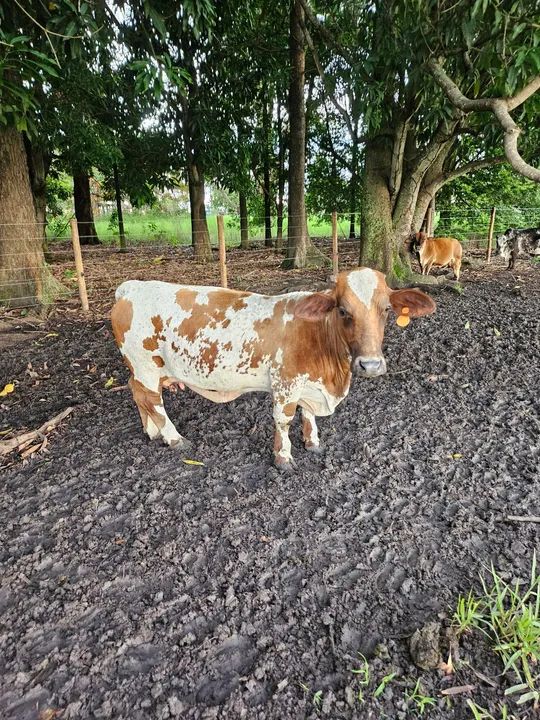 Mini vaca de exposição  - Foto 2