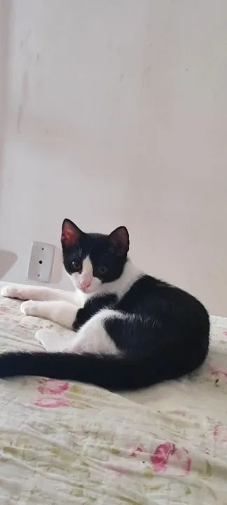 Gatinha preta e branca disponível para adoção