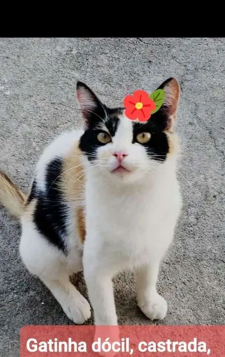 Gata dócil e castrada para adoção