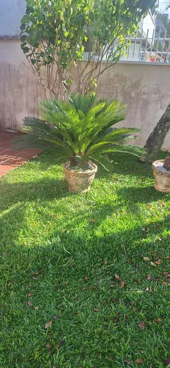 Vendo vaso com Cycas 