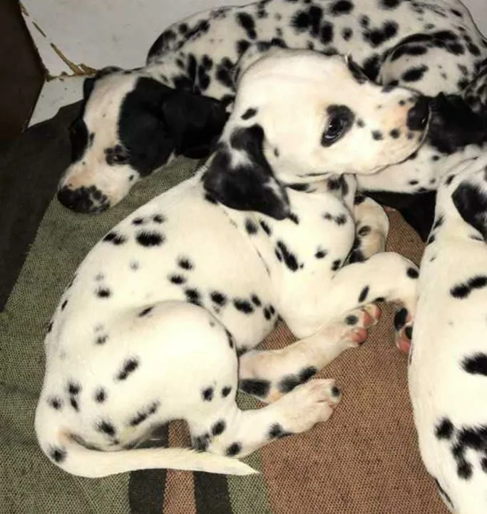 Dalmata