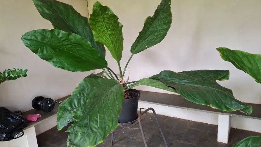 Anthurium no vaso, excelente para hall de empresa