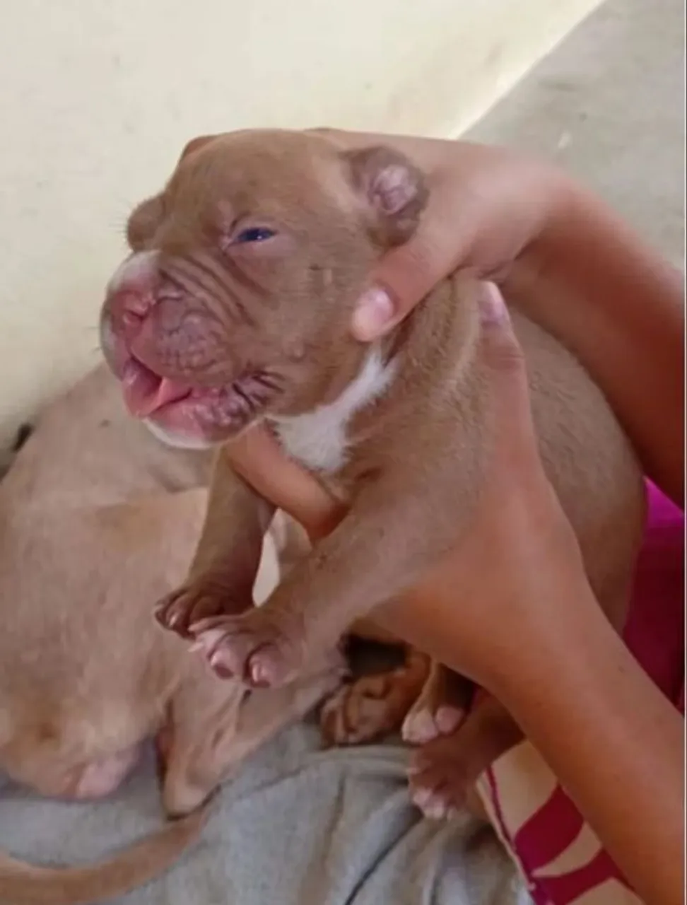 Filhote de Pitbull