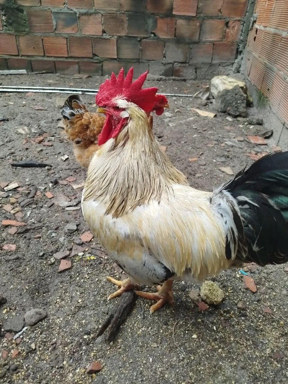 Galo de capoeira