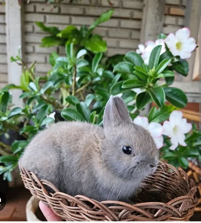 Coelho gigante de flandes casal reprodutor ? - Foto 4