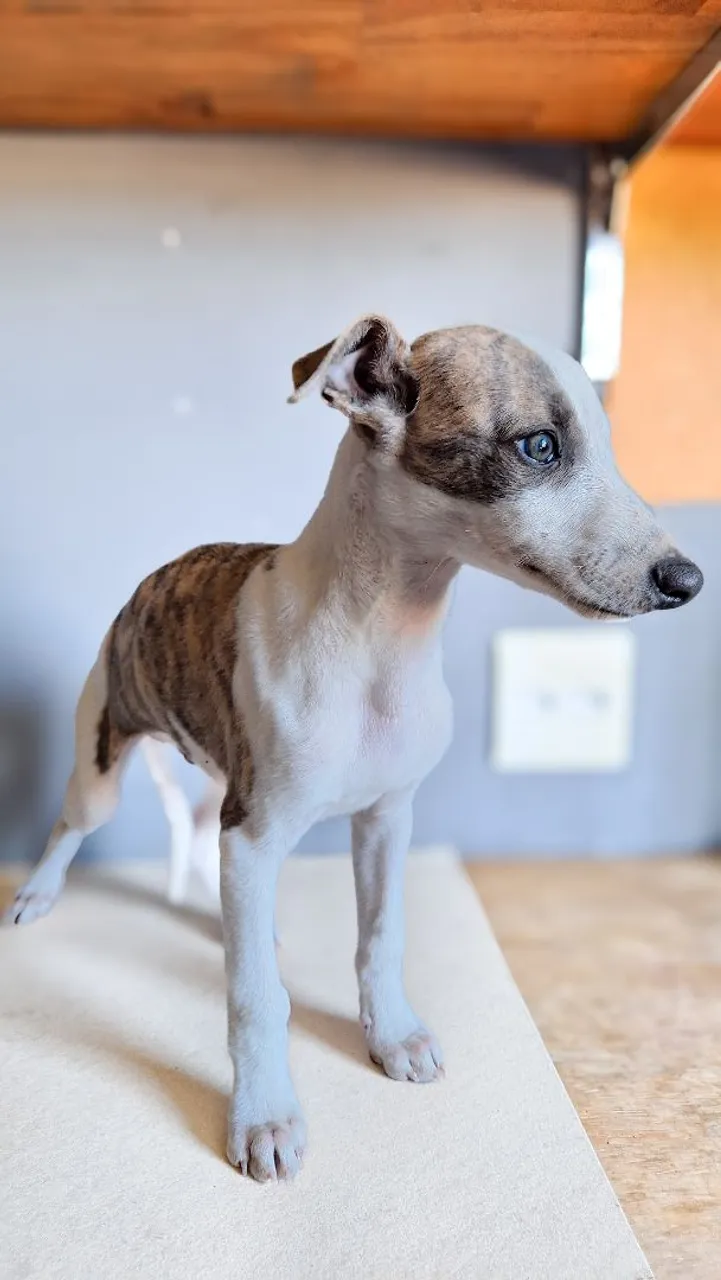 Filhote macho de Whippet disponível!
