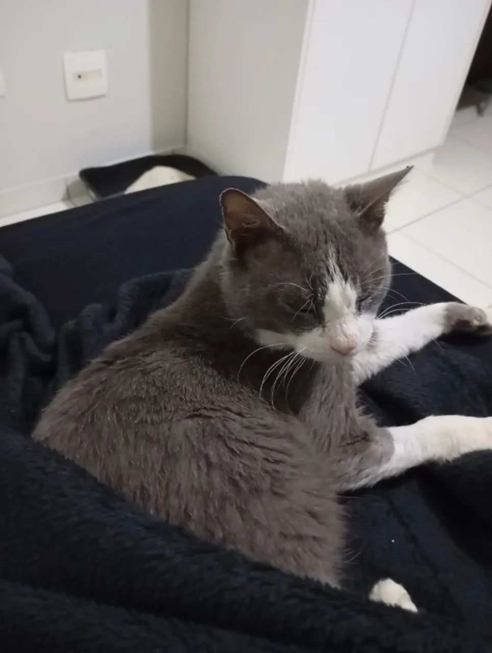 doação de gatinho urgente! - Foto 2